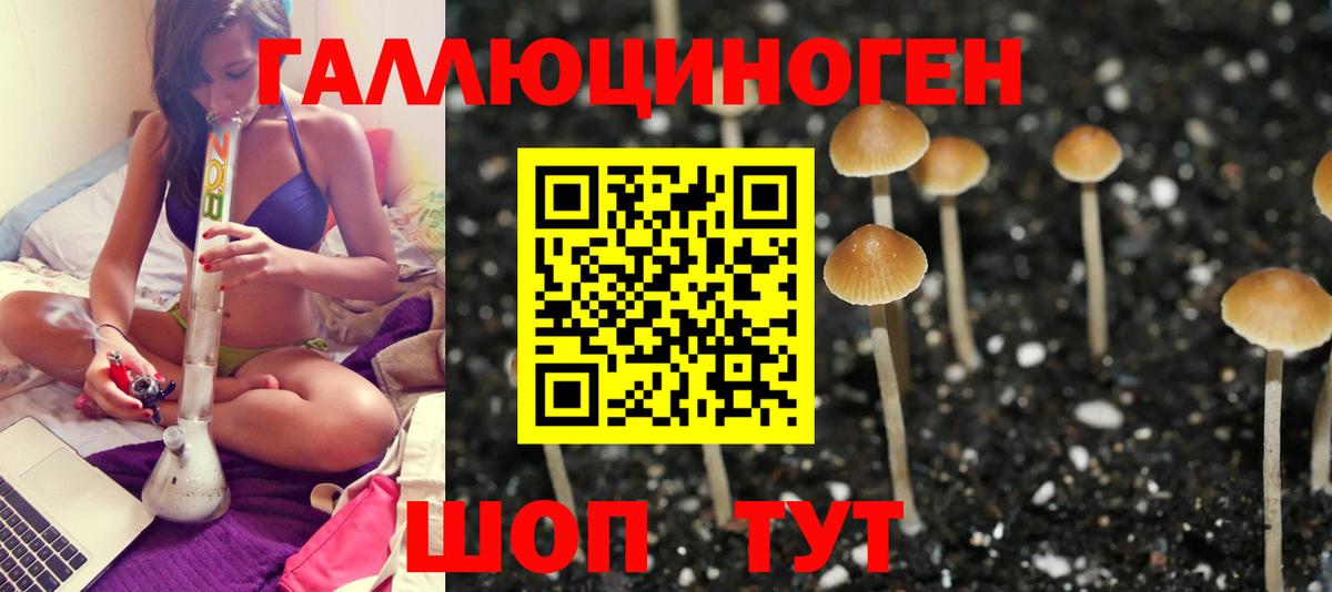 Железногорск  Псилоцибиновые грибы Psilocybe  Вход с VPN 